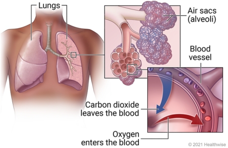 Lungs in chest, with detail of air sacs (alveoli) and exchange of oxygen and carbon dioxide in blood.