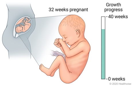 Fetus in uterus, with detail of development at 32 weeks pregnant.