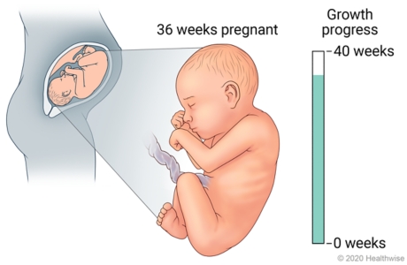 Fetus in uterus, with detail of development at 36 weeks pregnant.