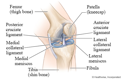 Bones and ligaments of the knee