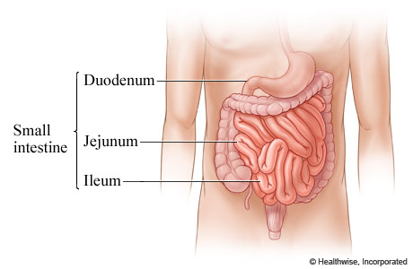 Parts of the small intestine.