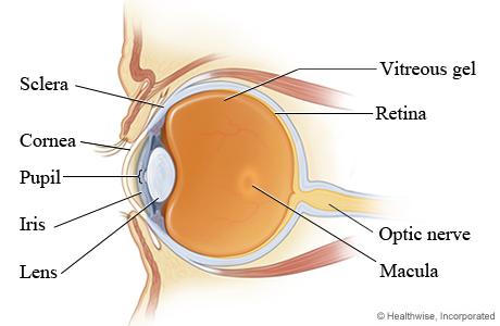 Parts of the eye (cross section)