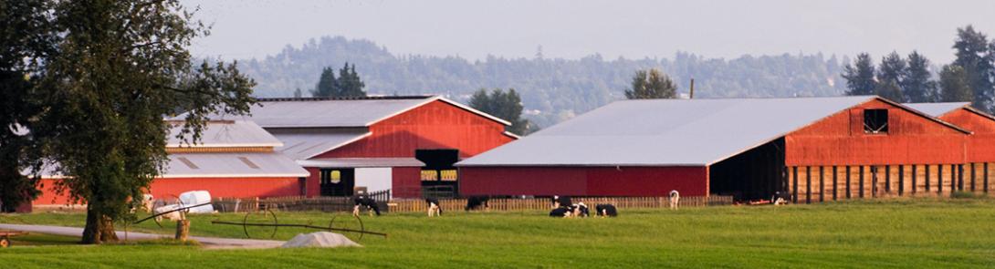 farm in Abbotsford 