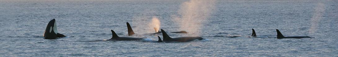 pod of orca whales